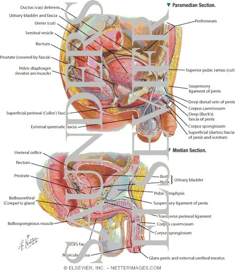 Watermarked preview of labeled image: Pelvic Viscera and Perineum: Male