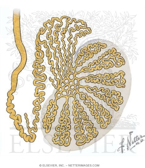 Schematic of Tubules and Ducts