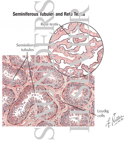 Seminiferous Tubules and Rete Testis