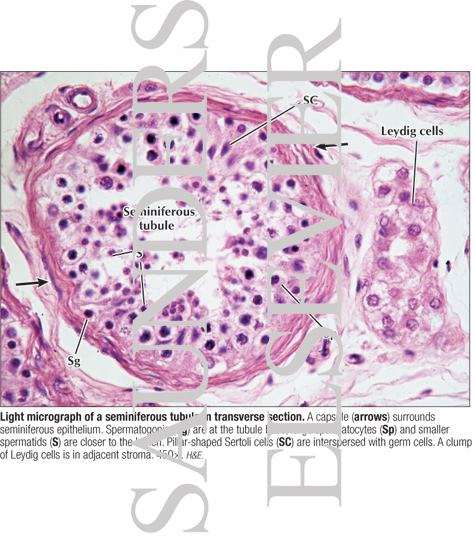 Light Micrograph of a Seminiferous Tubule In Transverse Section