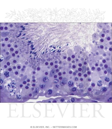 Label the light micrograph of the seminiferous tubule using the hints provided