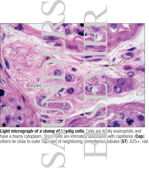Light Micrograph of a Clump of Leydig Cells