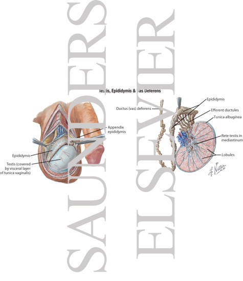 Testis, Epididymis and Vas Deferens