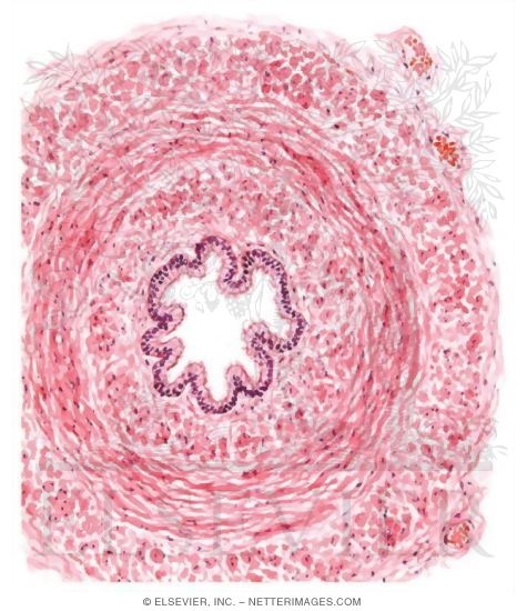 Vas Deferens
