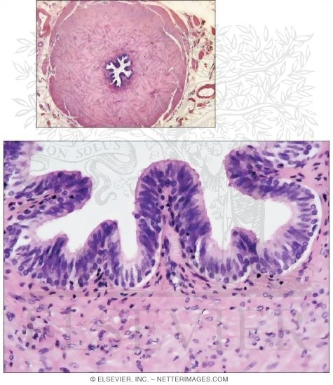 Light Micrograph of the Ductus Deferens In Transverse Section With Higher Magnification Light
micrograph of the Mucosa of the Ductus Deferens