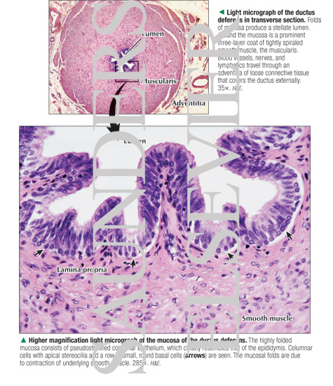 Light Micrograph of the Ductus Deferens In Transverse Section With Higher Magnification Light
micrograph of the Mucosa of the Ductus Deferens
