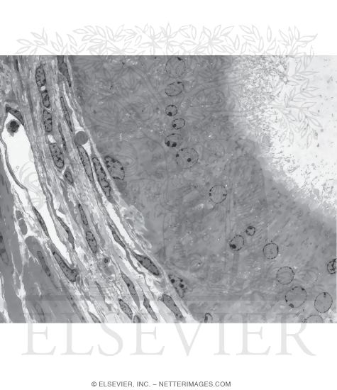 Watermarked preview of unlabeled image: Survey Electron Micrograph of the Mouse Ductus Deferens