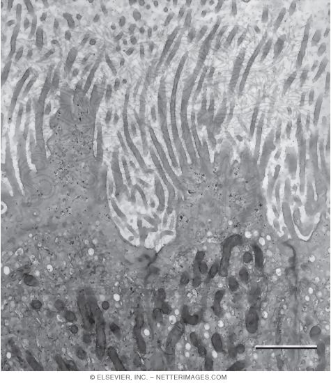 Watermarked preview of unlabeled image: Higher Magnification Electron Micrograph of Apical Surfaces of Principal Cells of the Mouse Ductus Deferens