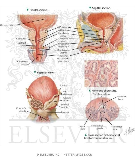 Prostate and Seminal Vesicles