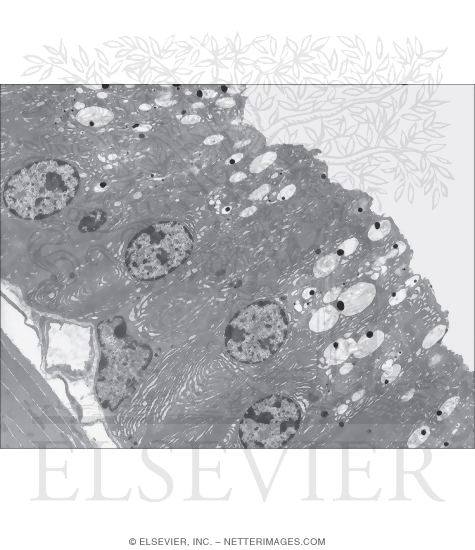 Watermarked preview of unlabeled image: Survey Electron Micrograph of Mouse Prostatic Epithelium