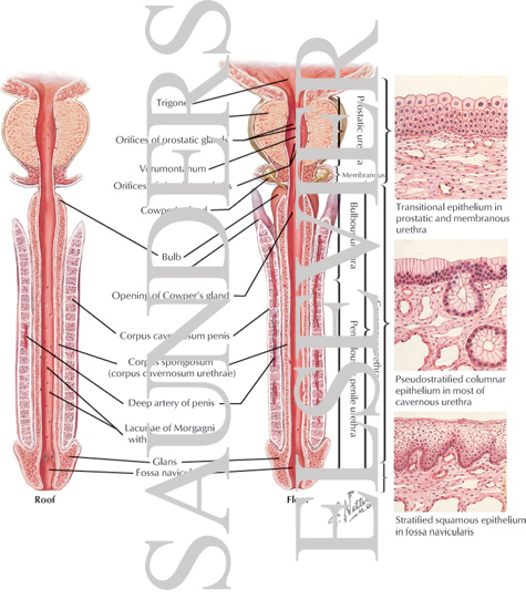 Watermarked preview of labeled image: Urethra and Penis