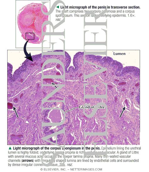 Light Micrograph of the Penis In Transverse Section With Light Micrograph of the Corpus Spongiosum In the Penis