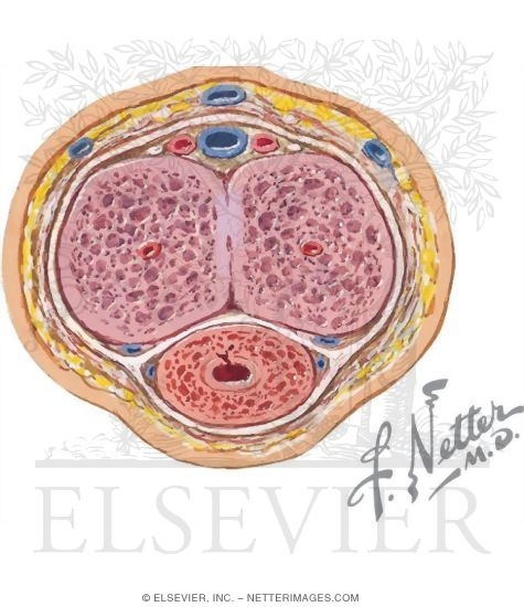 Section Through the Shaft of the Penis