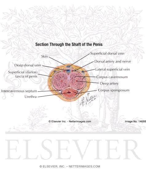 Watermarked preview of labeled image: Section Through the Shaft of the Penis