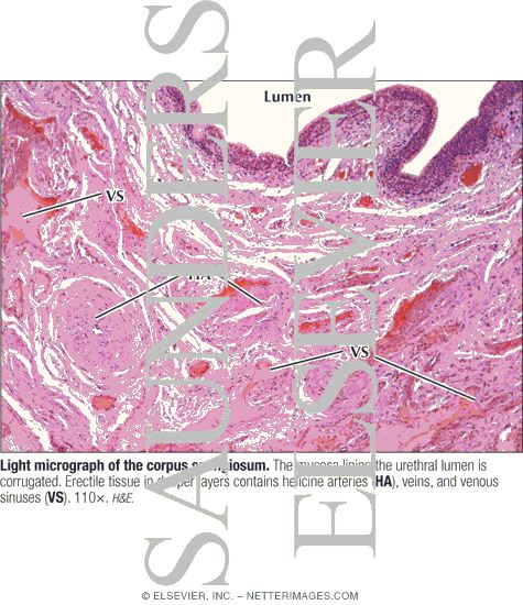 Light Micrograph of the Corpus Spongiosum