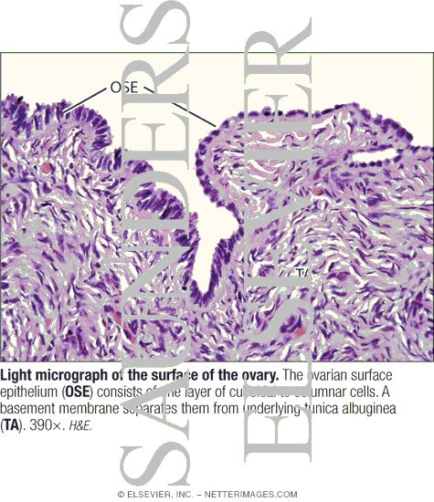 Light Micrograph of the Surface of the Ovary