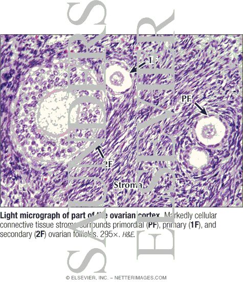 Light Micrograph of Part of the Ovarian Cortex