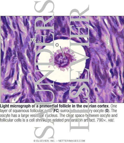 Light Micrograph of a Primordial Follicle In the Ovarian Cortex