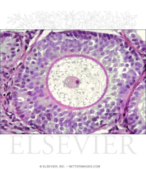 Light Micrograph of a Preantral Secondary Follicle