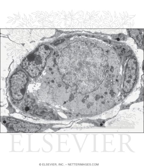 Watermarked preview of unlabeled image: Electron Micrograph of a Primordial Follicle In a Mouse Ovary