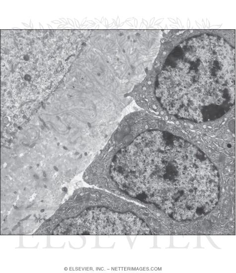 Electron Micrograph of Part of a Primary Follicle