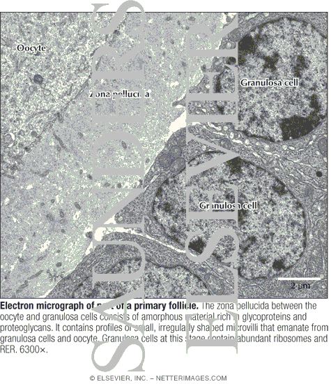 Electron Micrograph of Part of a Primary Follicle