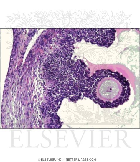 Watermarked preview of unlabeled image: Higher Magnification Light Micrograph of Part of a Graafian Follicle