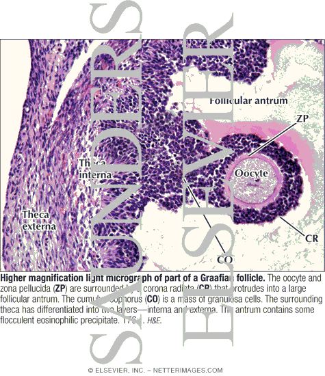 Watermarked preview of labeled image: Higher Magnification Light Micrograph of Part of a Graafian Follicle