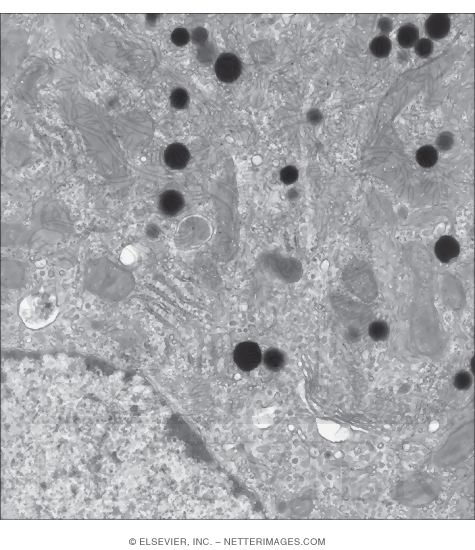 Watermarked preview of unlabeled image: Electron Micrograph of Part of a Granulosa Lutein Cell From a Near-term Pregnant Mouse