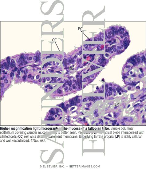 Light Micrograph of a Fallopian Tube at the Level of the Ampulla In Transverse Section With Light Micrograph of Part of a Fallopian Tube Wall