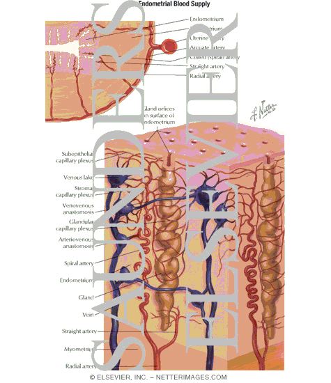 Watermarked preview of labeled image: Endometrial Blood Supply