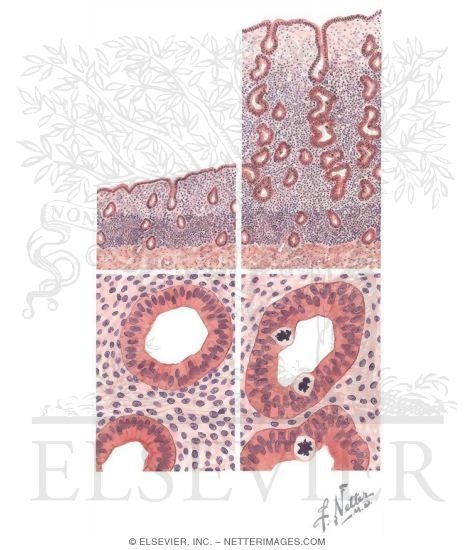 Schematics of the Endometrium During Early (left) and Late (right) Follicular Phases of the Menstrual Cycle