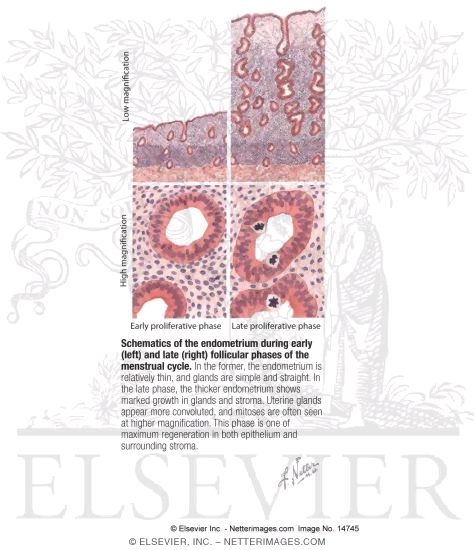 Schematics of the Endometrium During Early (left) and Late (right) Follicular Phases of the Menstrual Cycle