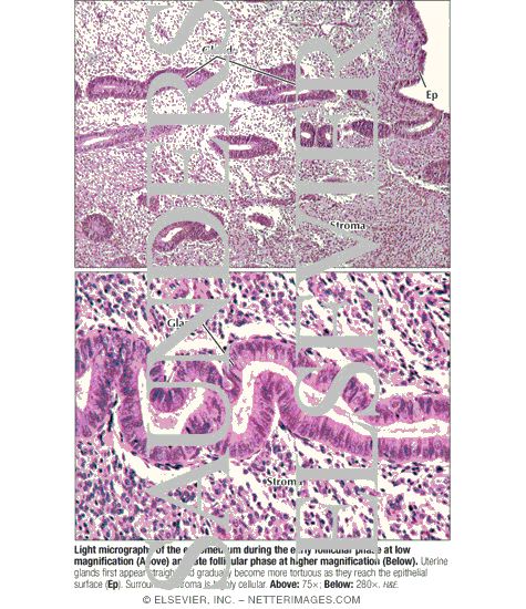 Watermarked preview of labeled image: Light Micrographs of the Endometrium During the Early Follicular Phase at Low Magnification (Above) and Late Follicular Phase at Higher Magnification (Below)