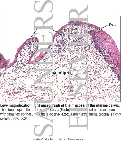 Low-magnification Light Micrograph of the Mucosa of the Uterine Cervix