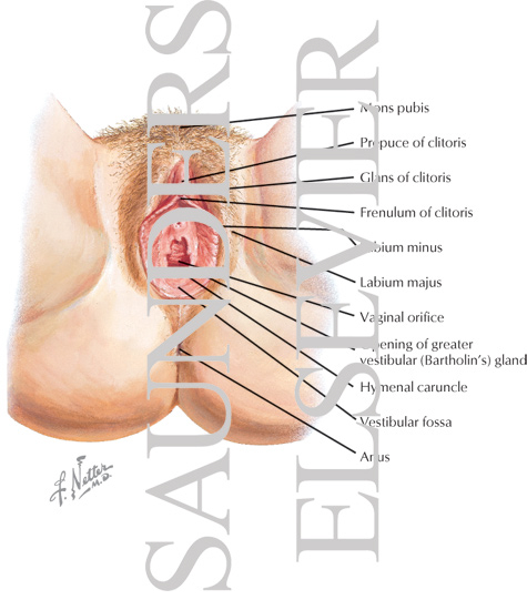 Watermarked preview of labeled image: The Reproductive System