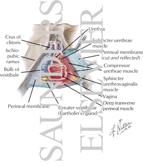 Watermarked preview of labeled image: Perineum
