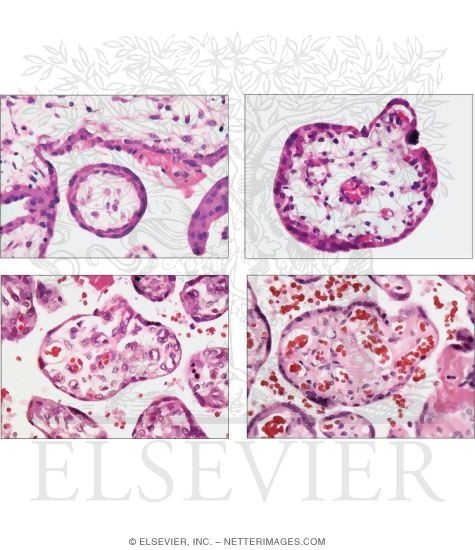 Light Micrographs of Chorionic Villi at Different Stages of Placental Development In Transverse Section