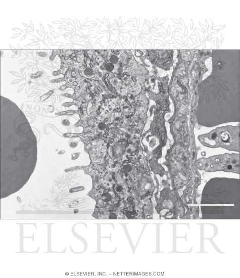 Watermarked preview of unlabeled image: Higher Power Electron Micrograph of the Placental Barrier In Late Pregnancy