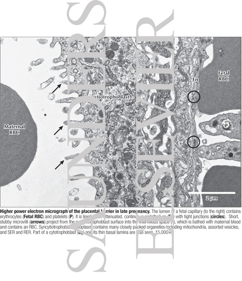 Watermarked preview of labeled image: Higher Power Electron Micrograph of the Placental Barrier In Late Pregnancy