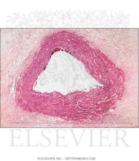 The Umbilical Vein In Transverse Section