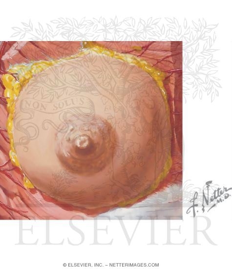 Watermarked preview of unlabeled image: Nipple