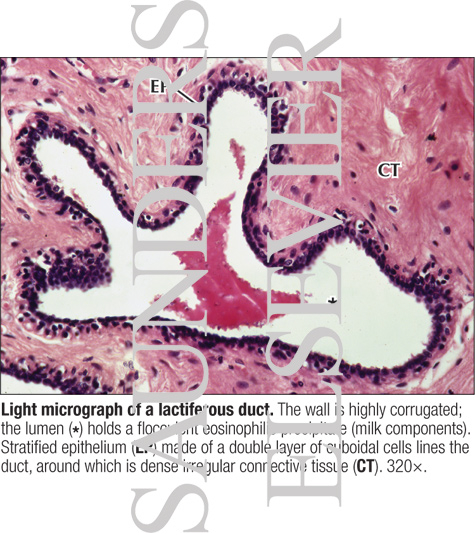Light Micrograph of a Lactiferous Duct