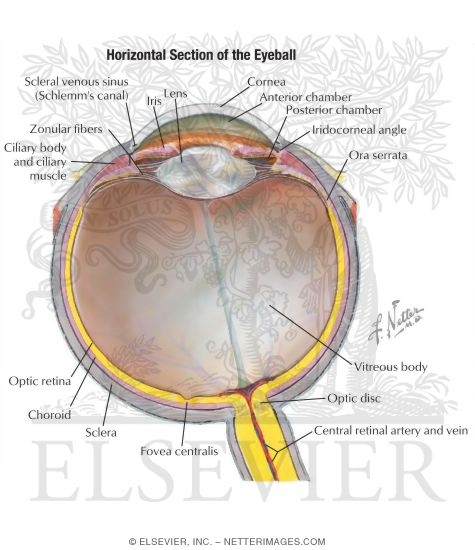 Anatomy of the Eyeball
