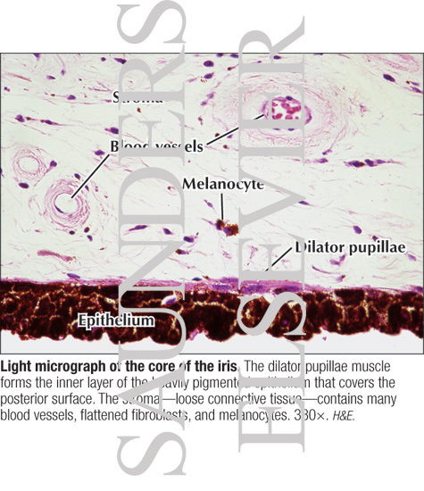 Watermarked preview of labeled image: Light Micrograph of the Core of the Iris