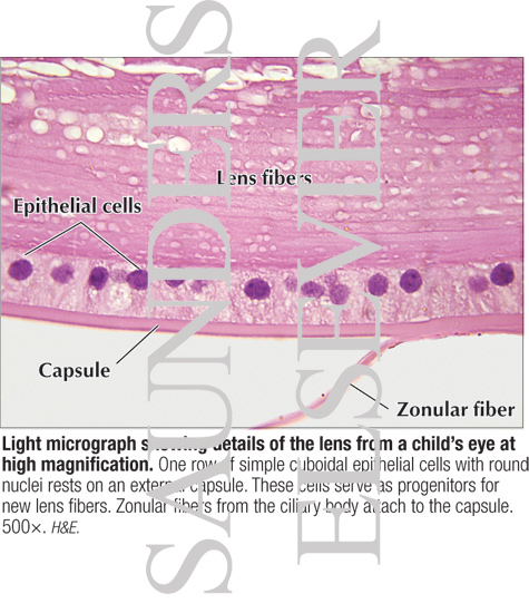 Light Micrograph Showing Details of the Lens From a Child’s Eye at High Magnification
