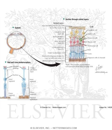 Watermarked preview of labeled image: Eyeball With Section Through Retinal Layers and Red and Cone Photoreceptors
