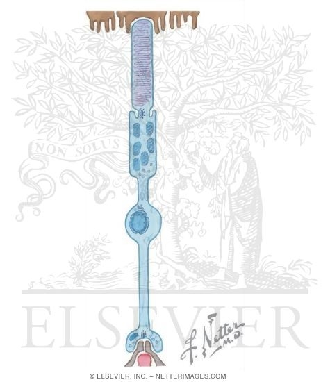 Watermarked preview of unlabeled image: Retinal Rod With Light Micrograph of Part of the Retina and Choroid and Electron Micrograph of a Retinal Rod at the Interface of Outer and Inner Segments