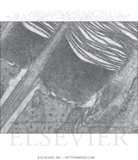 Electron Micrograph Showing the Disposition of Membranous Discs In a Rod Outer Segment