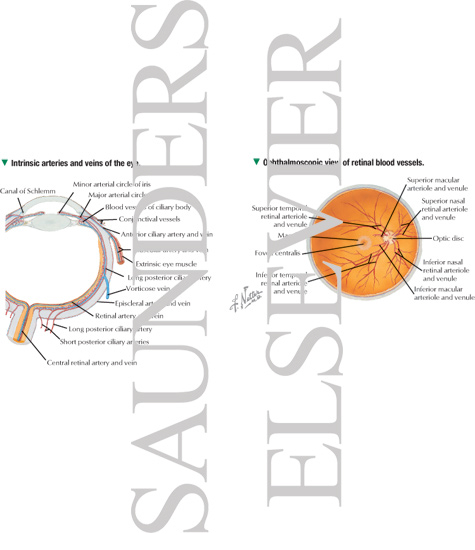 Watermarked preview of labeled image: Intrinsic Arteries and Veins of Eye